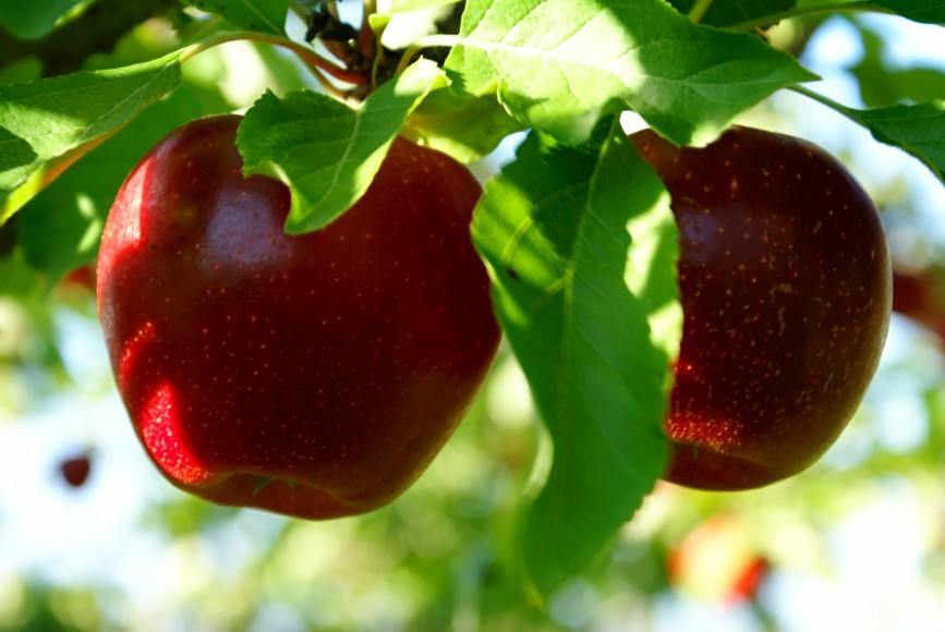  RUSSIA - ORCHARDS FOR SALE - REF: RU19